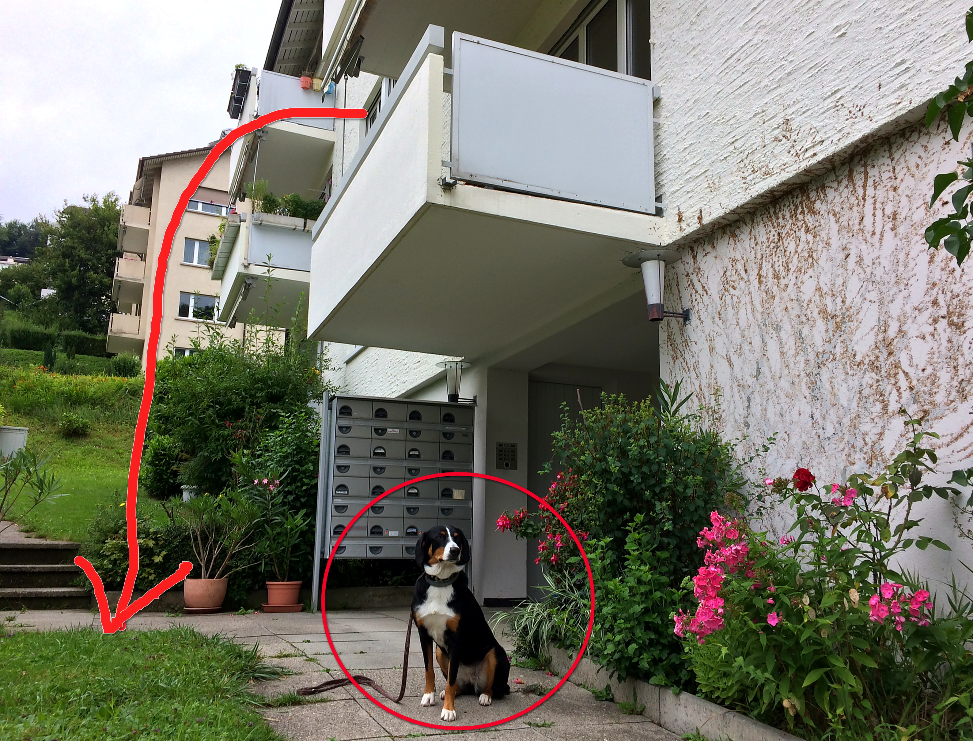 Envision Elendighed Elskede Der Hund, der vom Balkon sprang - Tratsch.ch